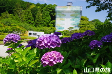 令和の大改修と紫陽花