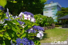 令和の大改修と紫陽花