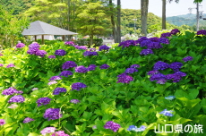 令和の大改修と紫陽花