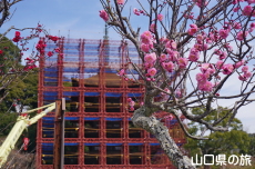 香山公園の梅(令和の大改修)