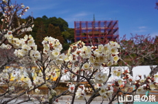香山公園の梅(令和の大改修)
