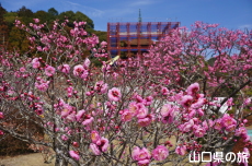 香山公園の梅(令和の大改修)