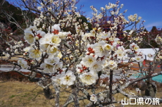 香山公園の梅(令和の大改修)