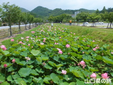 �R����w�̑��n�X