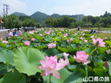 �R����w�̑��n�X