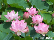 �R����w�̑��n�X