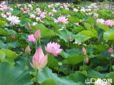 �R����w�̑��n�X