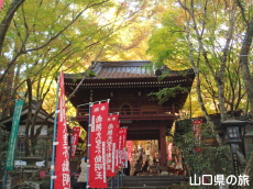龍蔵寺の大イチョウ