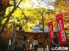 龍蔵寺の大イチョウ