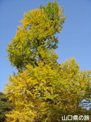 龍蔵寺の大イチョウ