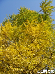 龍蔵寺の大イチョウ