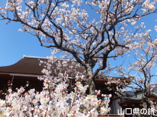 �������̔~