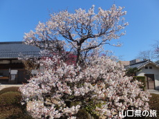 �������̔~