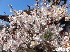 �������̔~