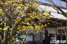 �������̃��E�o�C