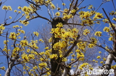 �������̃��E�o�C