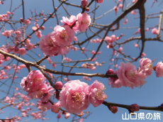 �������̔~