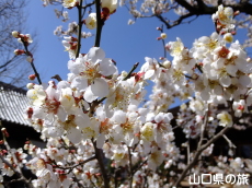 �������̔~