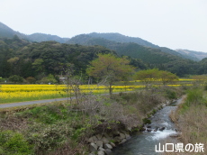 �{��̍؂̉Ԕ�