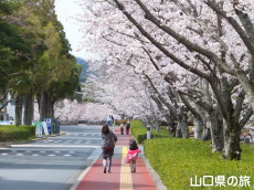 �ېV�S�N�L�O�����̍�