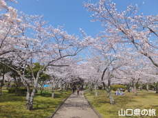 �ېV�S�N�L�O�����̍�