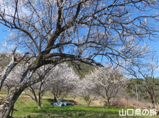 �������̔~