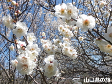 �������̔~