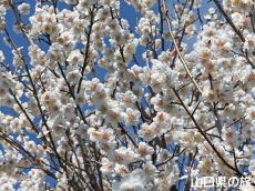 �������̔~