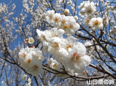 �������̔~