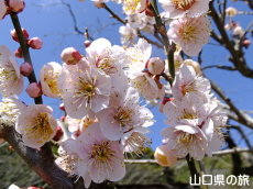 �������̔~