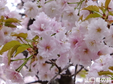 �������̃I�S�I���U�N��