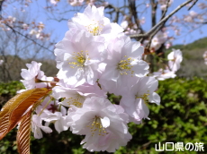 �I�S�I���U�N��