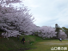 �������̃\���C���V�m