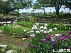 �ېV�S�N�L�O�����̉ԏҊ�