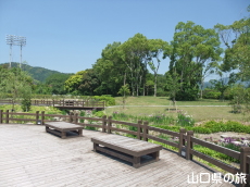 �ېV�S�N�L�O�����̉ԏҊ�