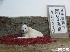 ���݂��z�c�ƃ}���Z�E