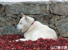 ���炤�炷��}���Z�E