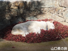 �����̃}���Z�E