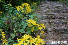 �������̃c���u�L