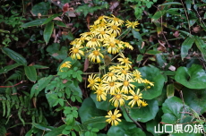 �������̃c���u�L