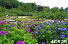 ���R�����̎��z��