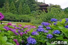 ���R�����̎��z��