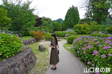 ���R�����̎��z��