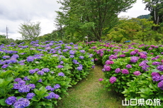 ���R�����̎��z��