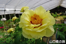 �������̉��O��