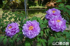 �������̉��O��