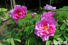 �������̉��O��