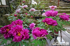 �������̉��O��