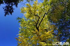 �ԓc�_�Ђ̃C�`���E