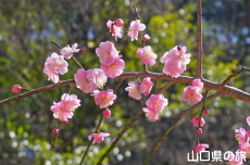 �ÌF�_�Ђ̎}����~